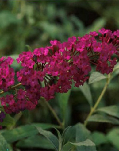 Budleja Red Royal