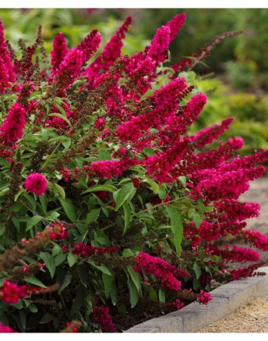 Budleja Red Royal