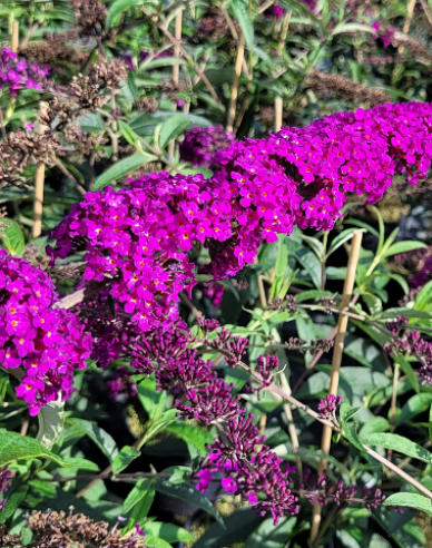 Budleja Red Royal