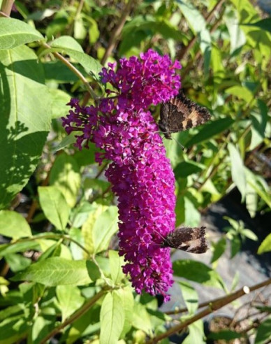 Budleja Red Royal