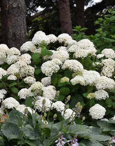 Hortensie Annabelle