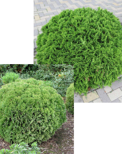 Lebensbaum Danica