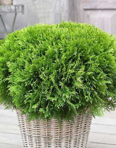 Lebensbaum Danica