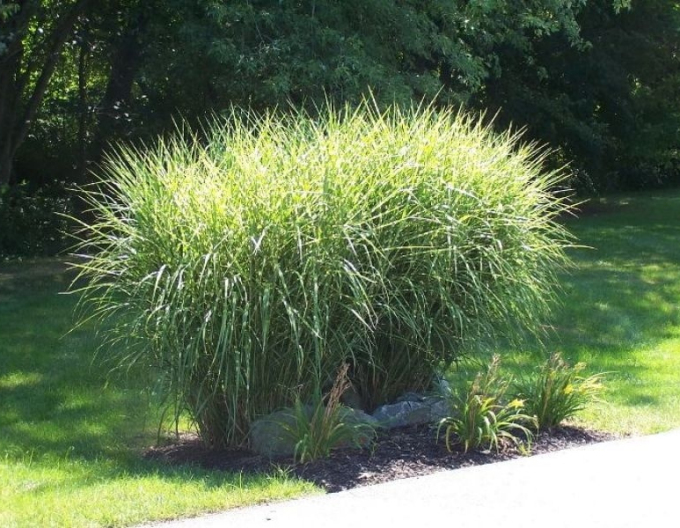 Chinaschilf Strictus Dwarf