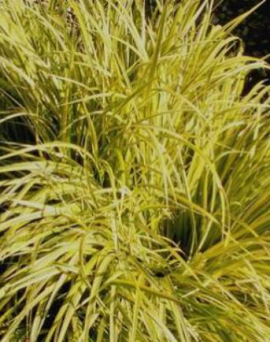 Kalmus Golden Delight