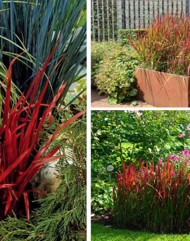 Blutgras "Red Baron"