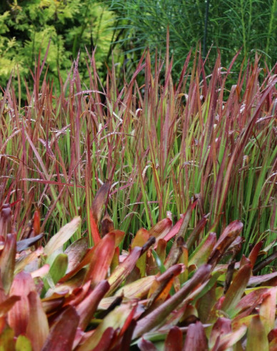 Blutgras "Red Baron"