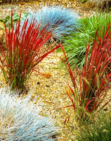 Blutgras "Red Baron"