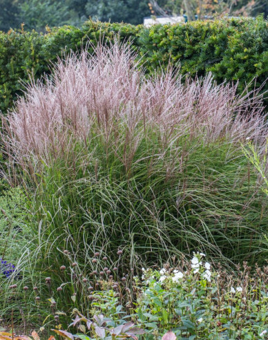 Chinaschilf Kleine Silberspinne