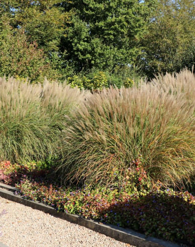 Chinaschilf Kleine Silberspinne