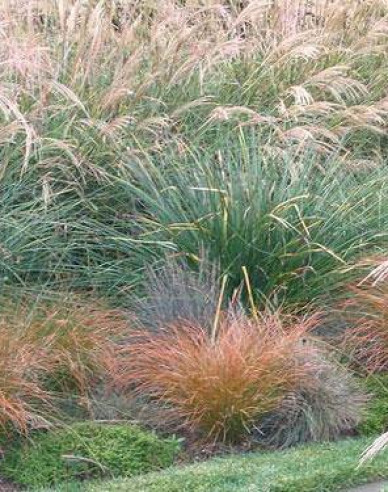 Segge Prairie Fire