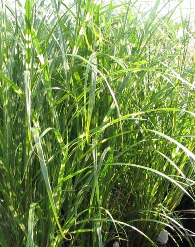 Chinaschilf Zebrinus