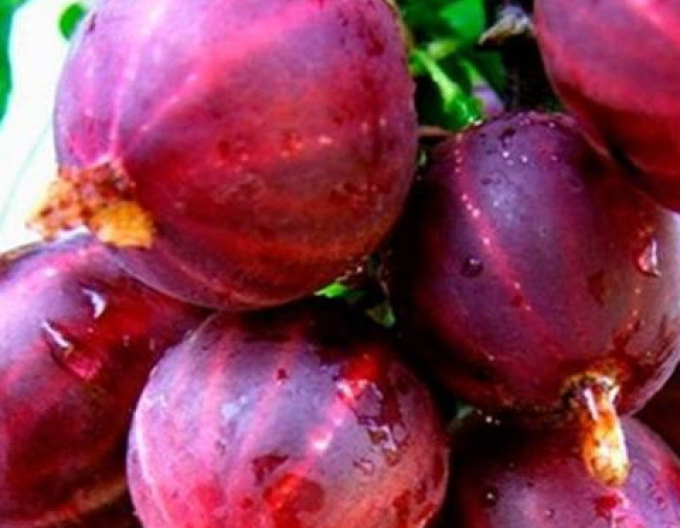 Rote Stachelbeere Spinefree - Stämmchen, wurzelnackt