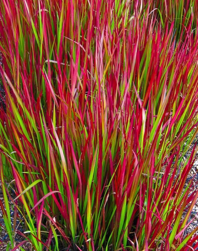 Blutgras "Red Baron"