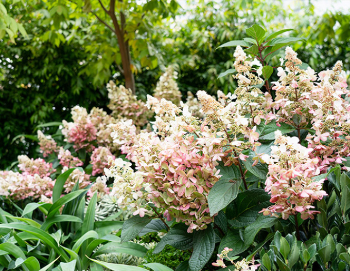 Rispenhortensie Candlelight