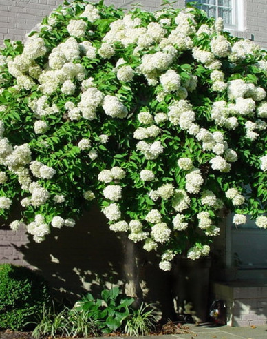 Rispenhortensie Grandiflora