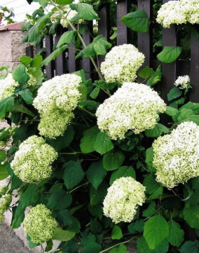 Rispenhortensie Grandiflora
