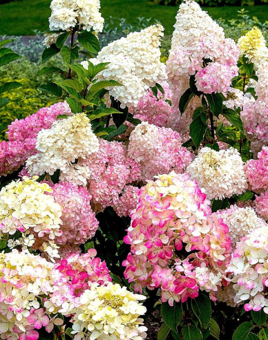 Rispenhortensie Sundae Fraise