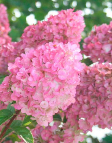Rispenhortensie Sundae Fraise