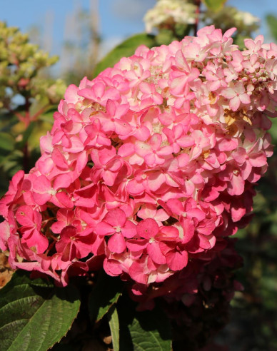 Rispenhortensie Sundae Fraise