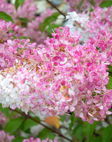 Rispenhortensie Vanilla Fraise