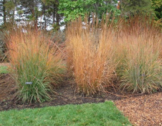 Sorghastrum nutans Indial Steel