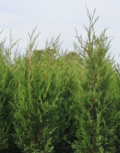 Leyland-Zypresse 2001