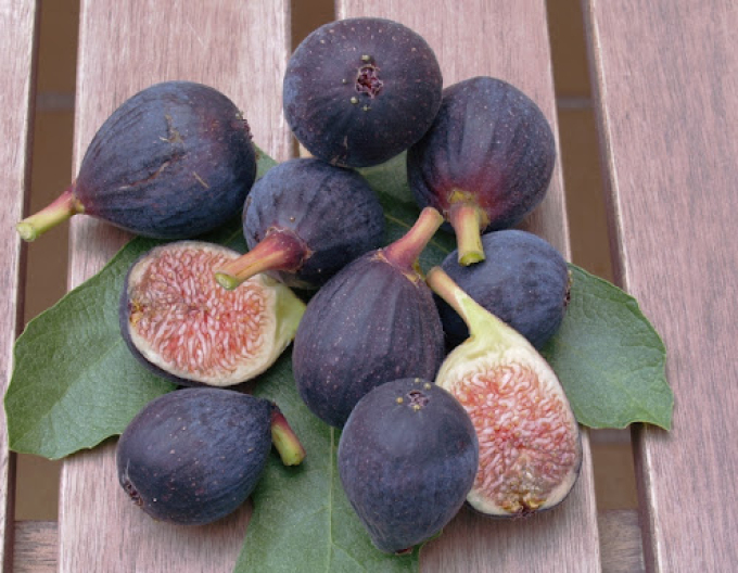 Feige Rouge de Bordeaux Stämmchen