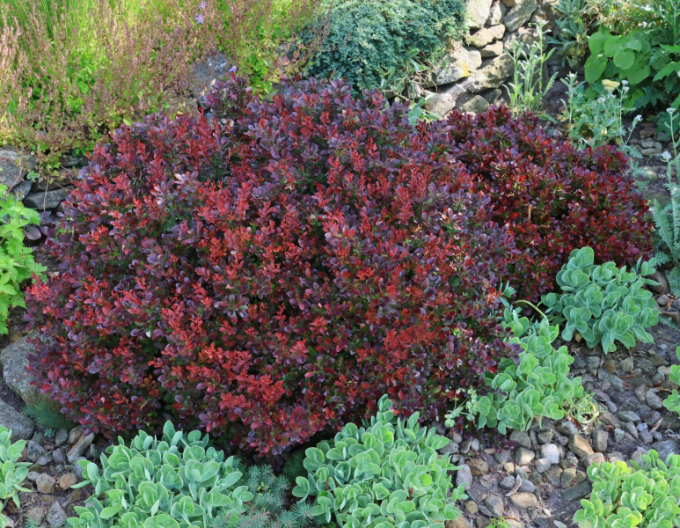 Berberitze Bagatelle 5l