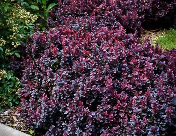 Berberitze Concorde 5l