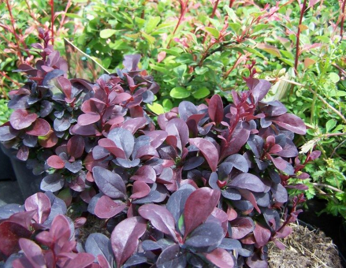 Berberitze Concorde 5l