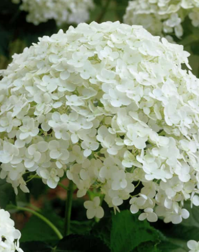 Hortensie Annabelle