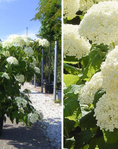 Hortensie Annabelle