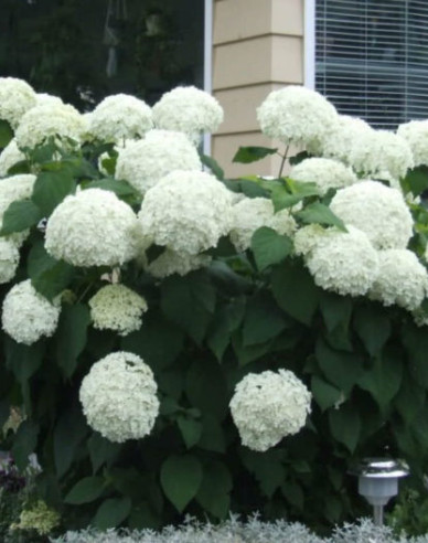 Hortensie Annabelle