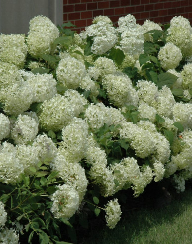 Hortensie Annabelle