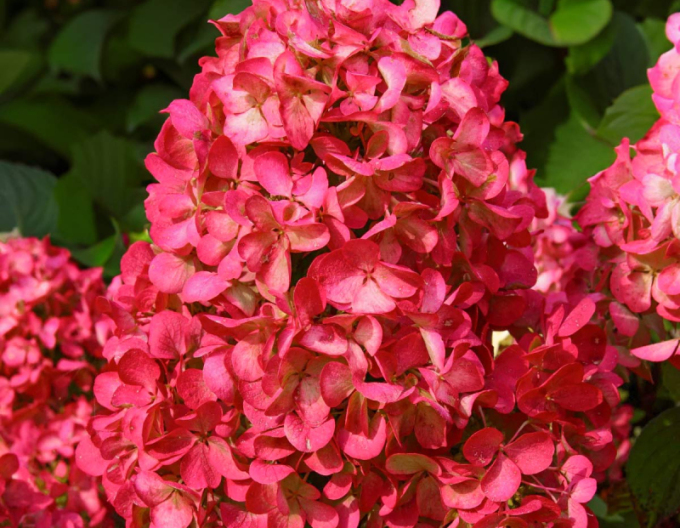 Rispenhortensie Wims Red