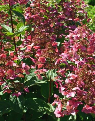 Rispenhortensie Wims Red