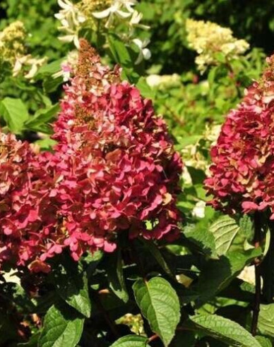 Rispenhortensie Wims Red