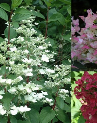 Rispenhortensie Wims Red