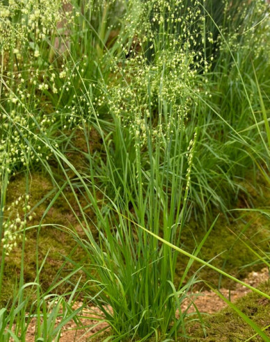 Zittergras