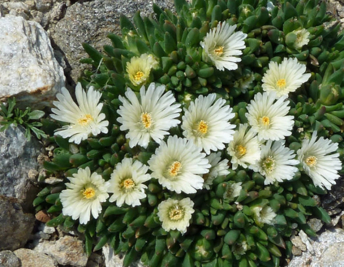Delosperma Weißer Nugget
