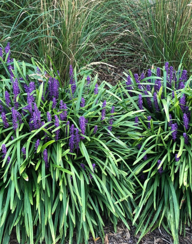 Glöckchentraube Royal Purple