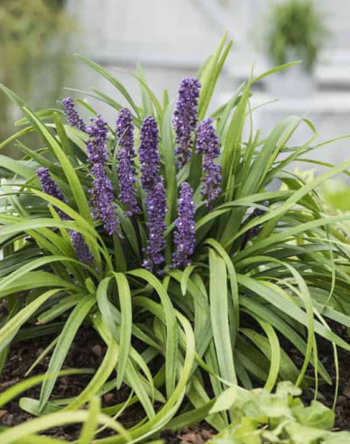 Glöckchentraube Royal Purple