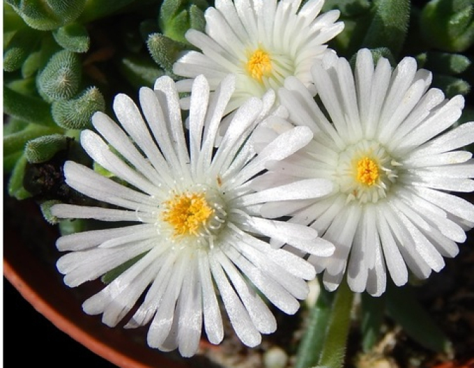 Delosperma Weißer Nugget