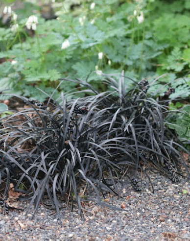 Schlangenbart  Nigrescens