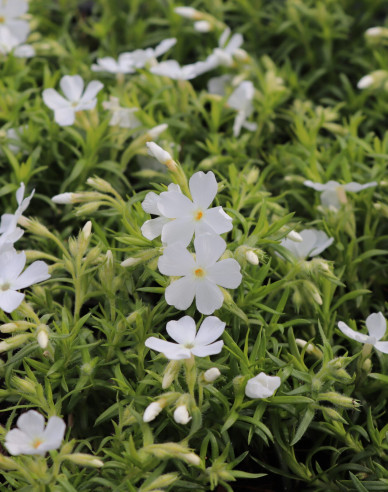 Flammenblume White Delight