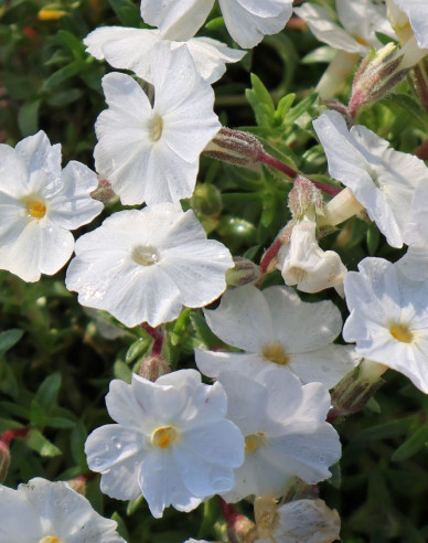 Flammenblume White Delight