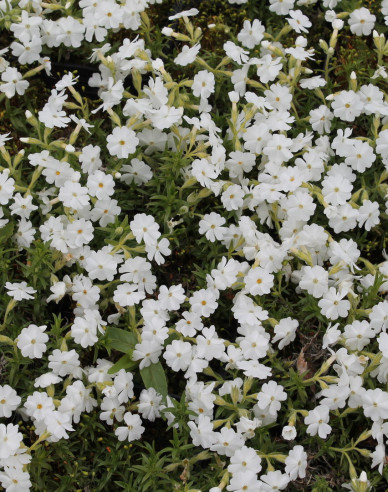 Flammenblume White Delight