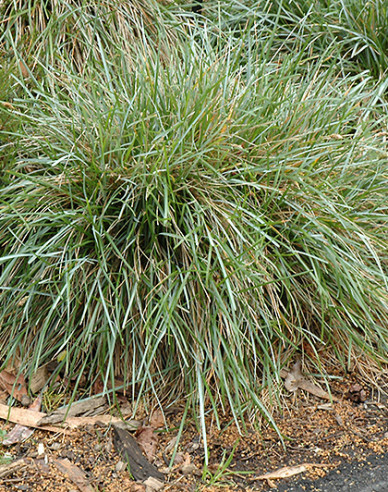 Moor Blaugras