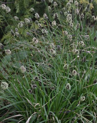 Moor Blaugras